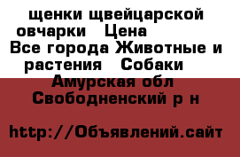 щенки щвейцарской овчарки › Цена ­ 15 000 - Все города Животные и растения » Собаки   . Амурская обл.,Свободненский р-н